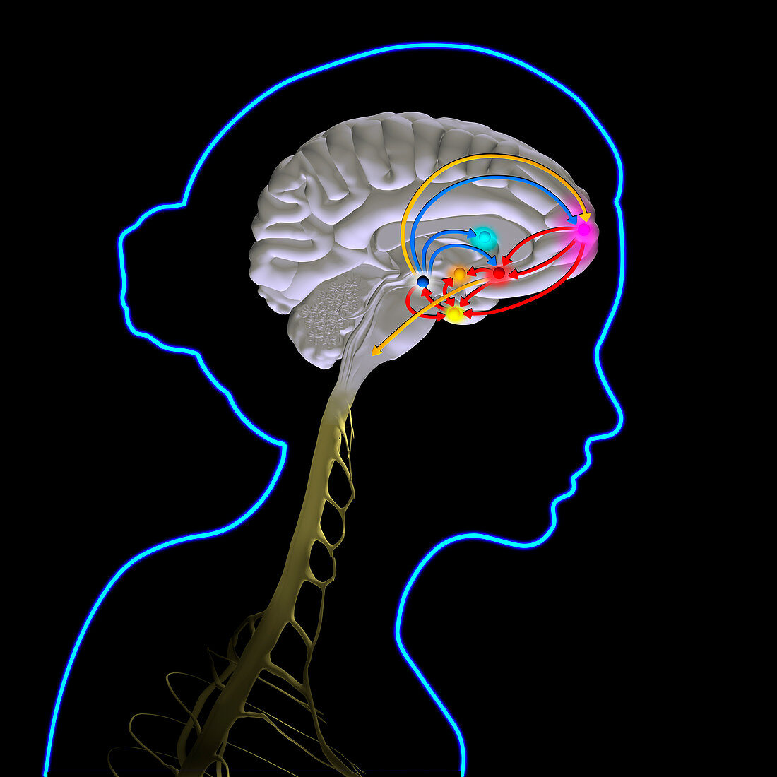 Brain reward pathway, illustration
