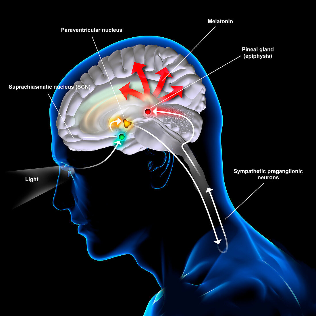 Melatonin secretion, illustration