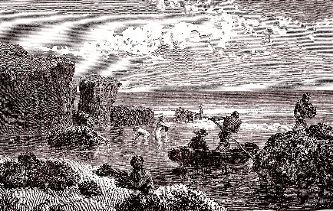 Sponge fishing, 19th century illustration