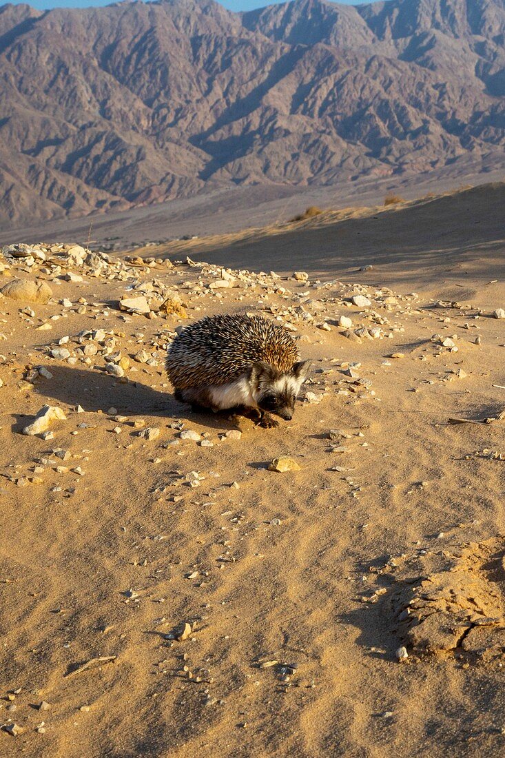 Desert hedgehog