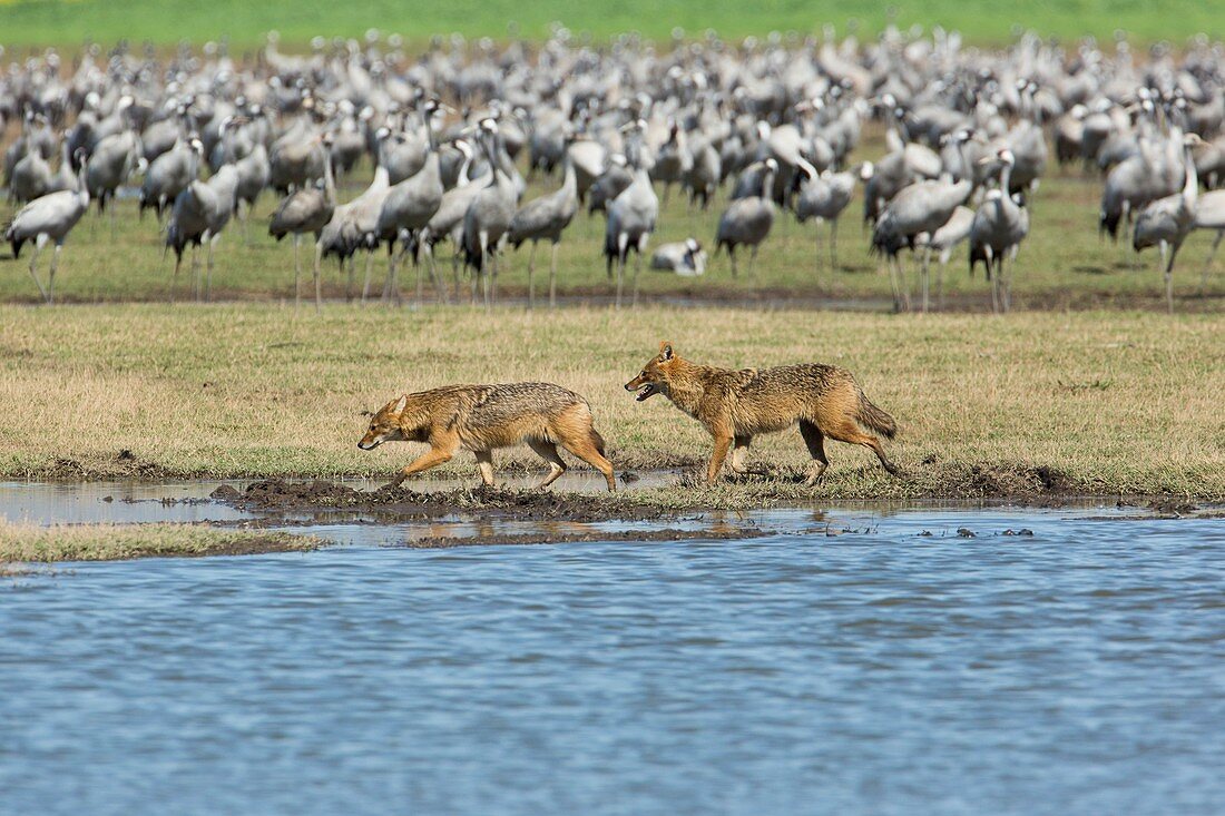 Golden jackal