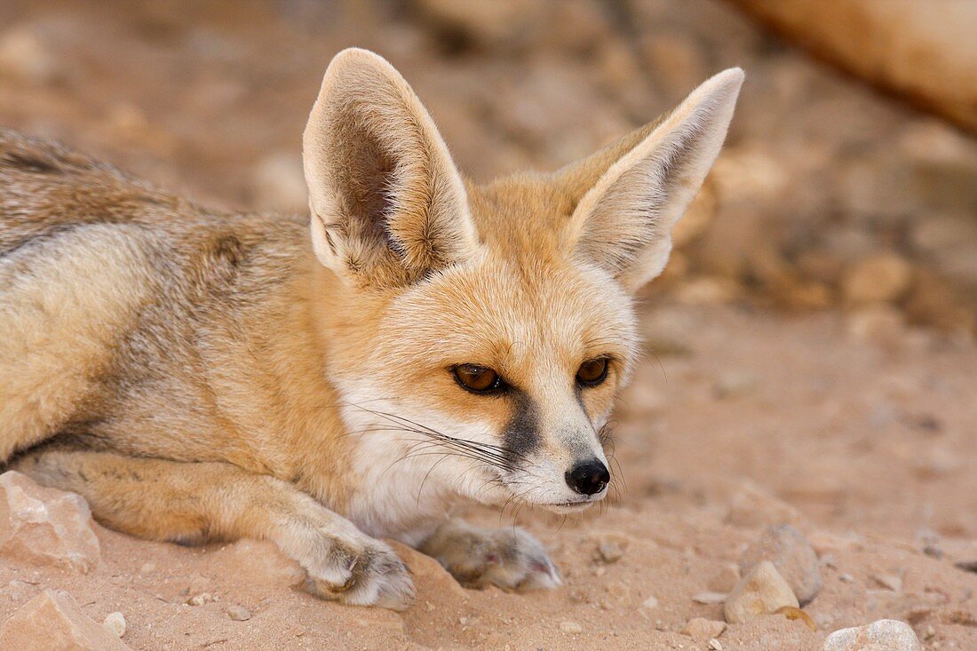 Ruppell's fox