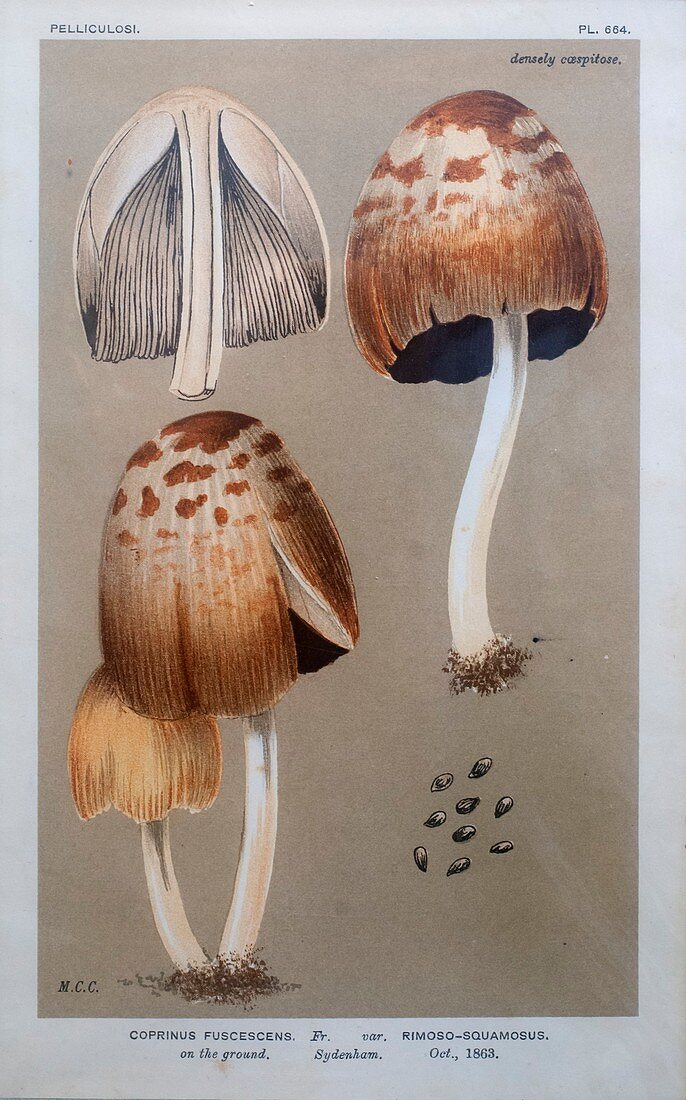 Pelliculosi mushroom, illustration