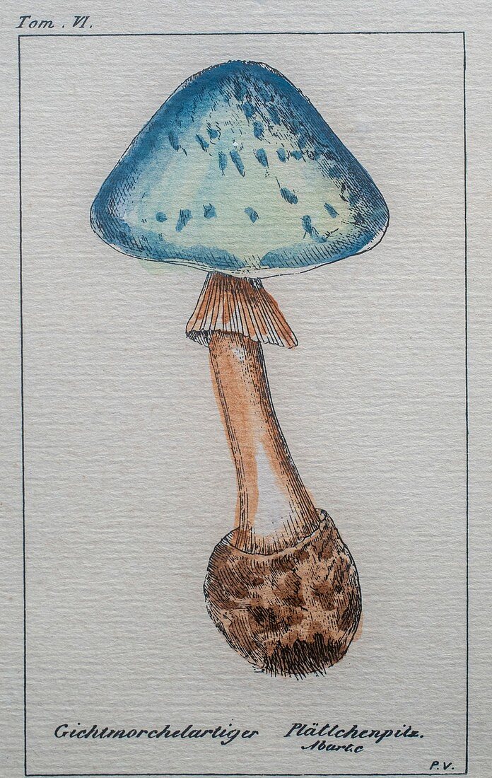 Mushroom, illustration