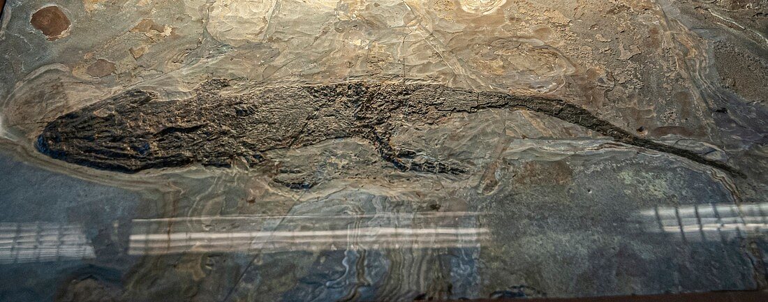 Actinodon amphibian fossil