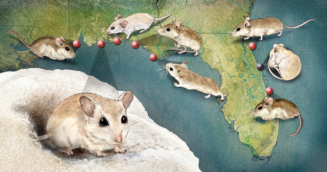 Beach mouse subspecies, illustration