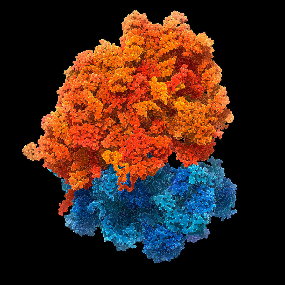Human ribosome, illustration