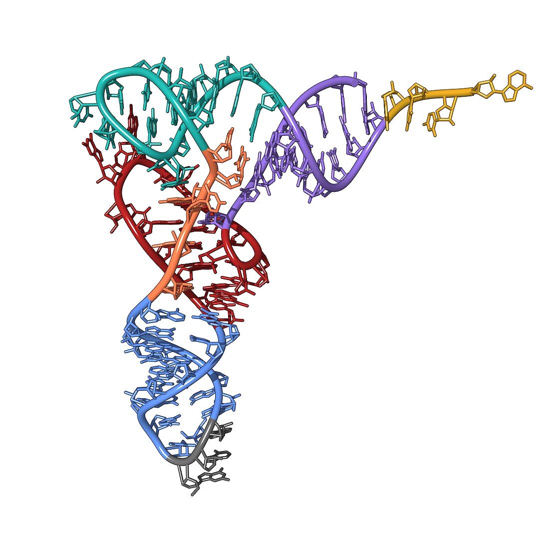 Transfer RNA molecule, illustration