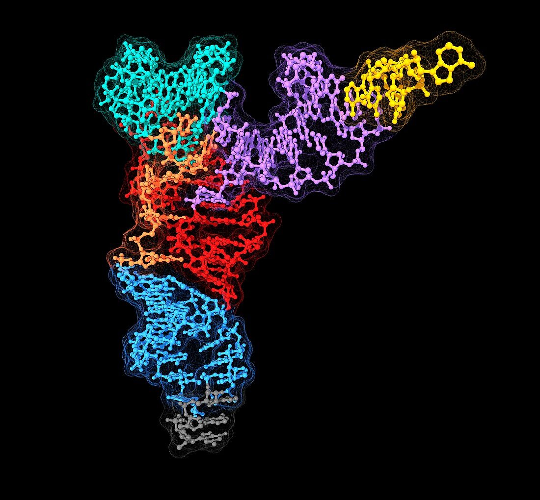 Transfer RNA molecule, illustration