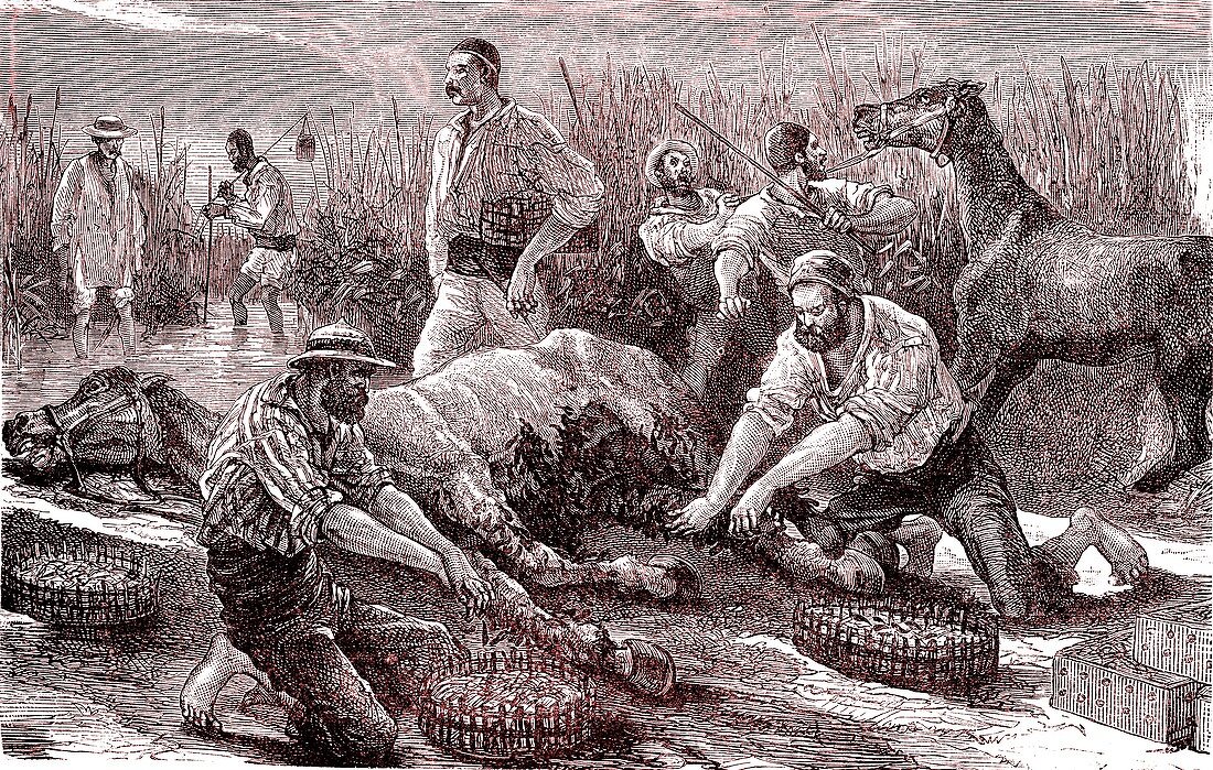 Leech fishing, Greece, 19th century illustration