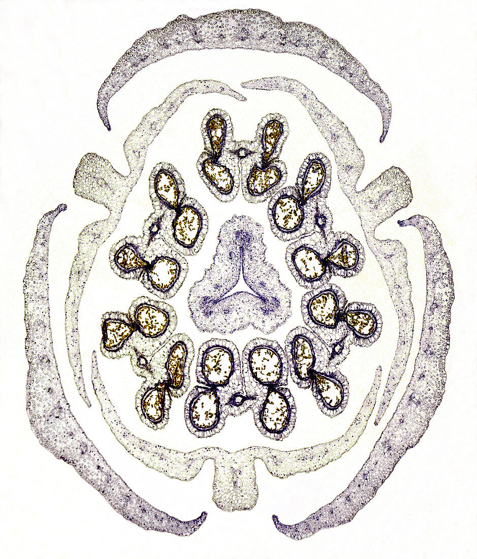 Lilium flower bud showing meiosis, light micrograph