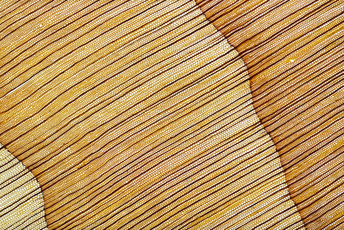 Cedar of Lebanon oblique wood section, light micrograph