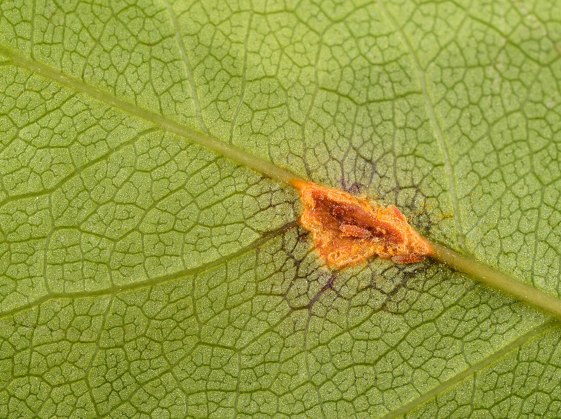 Rose rust on underside of rose leaf