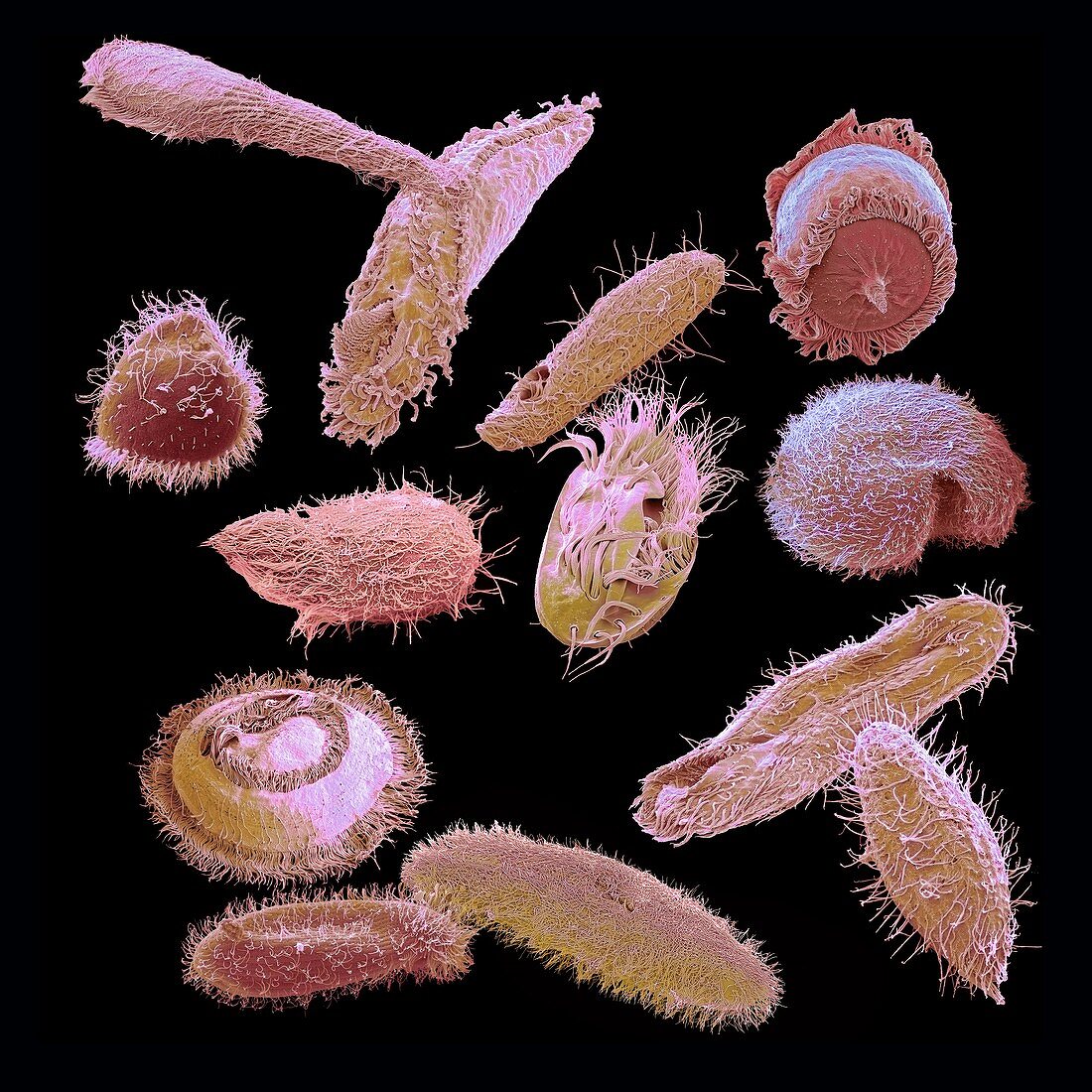 Ciliate diversity, SEM