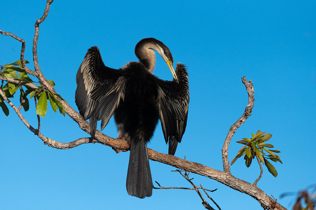 Australasian darter