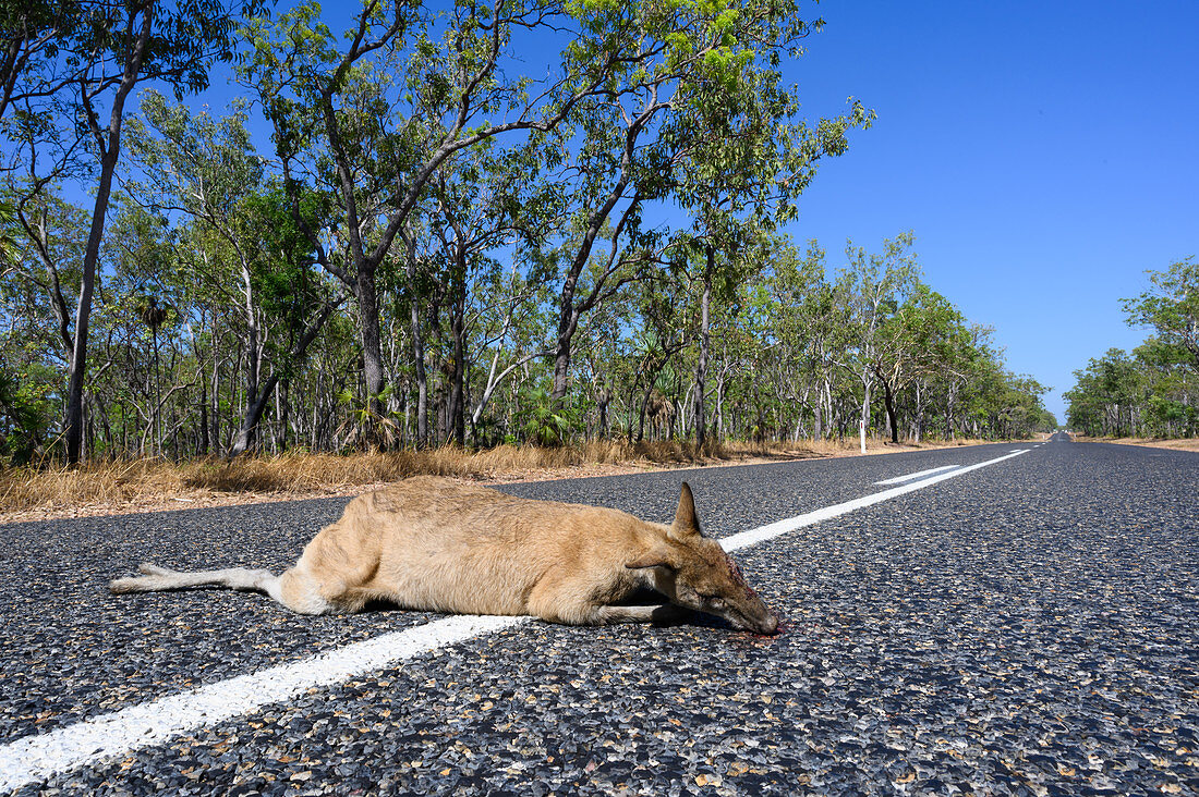 Dead kangaroo on road