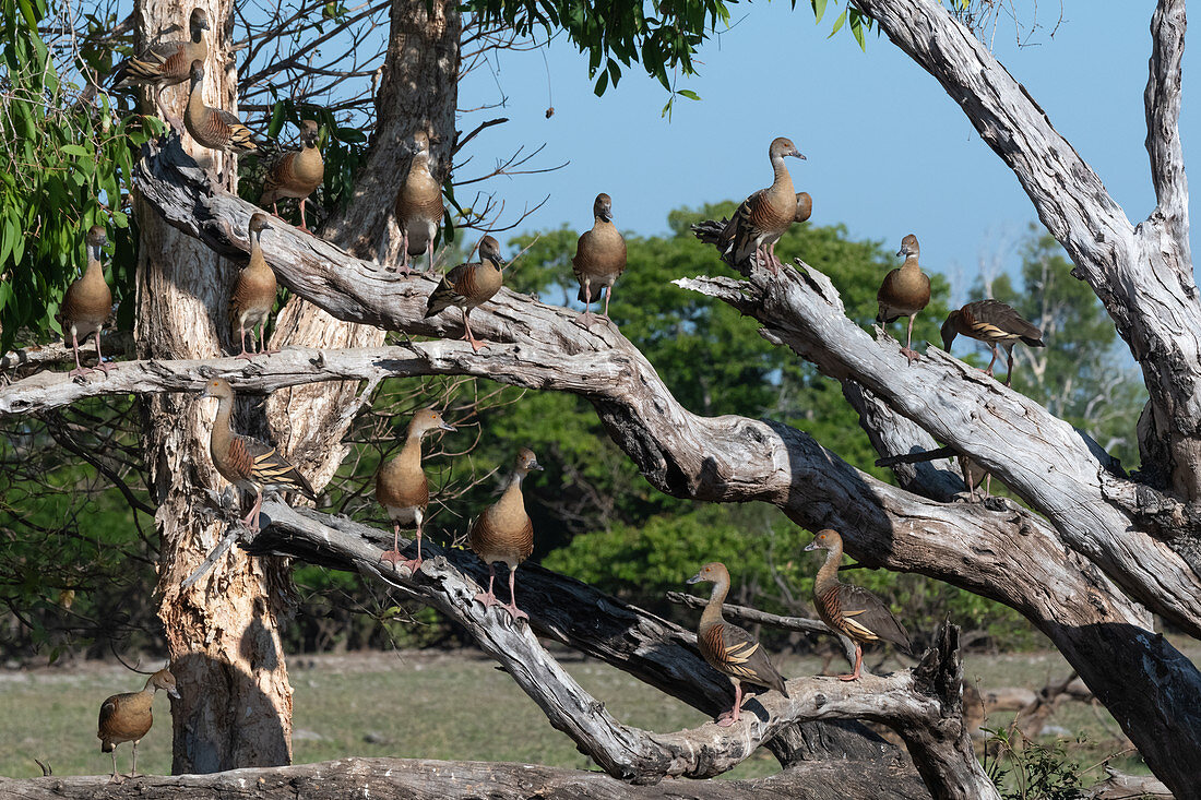 Plumed whistling ducks