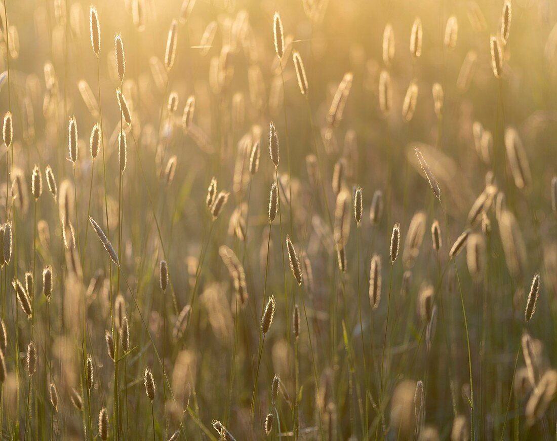 Meadow foxtail (Alopecurus pratensis) flowers