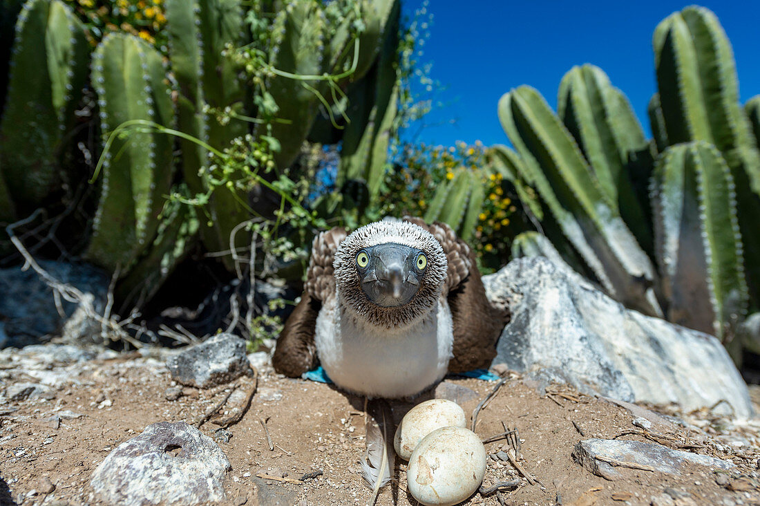Blue-footed booby on nest