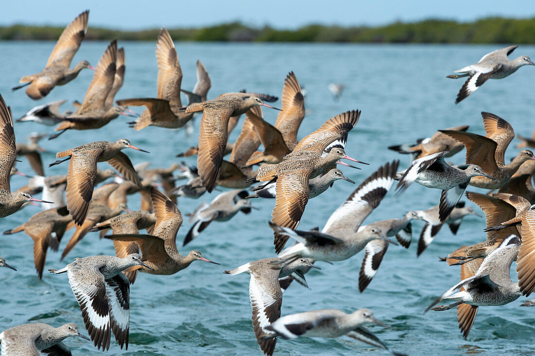 Willets and marbled godwits in flight