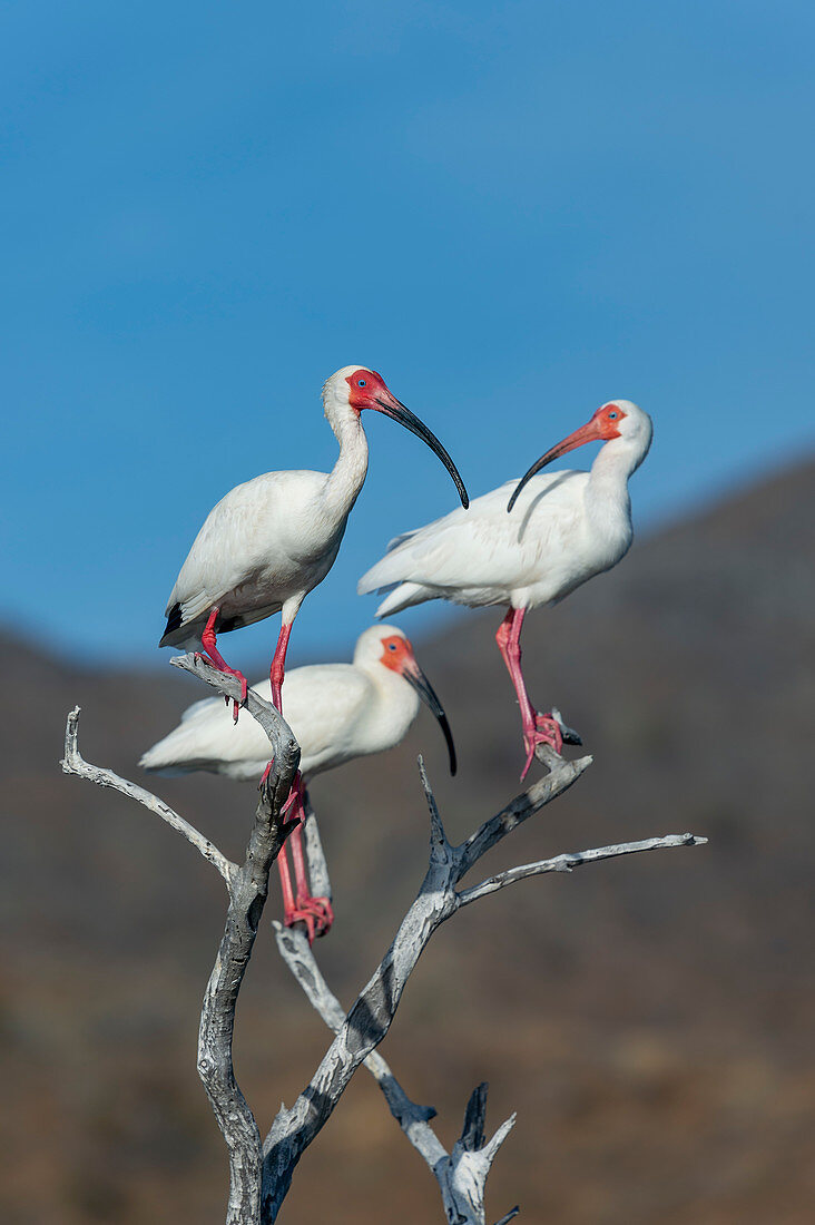 White ibis perched on a dead tree