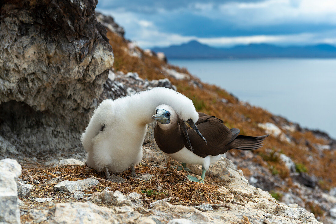 Brown booby parent and chick