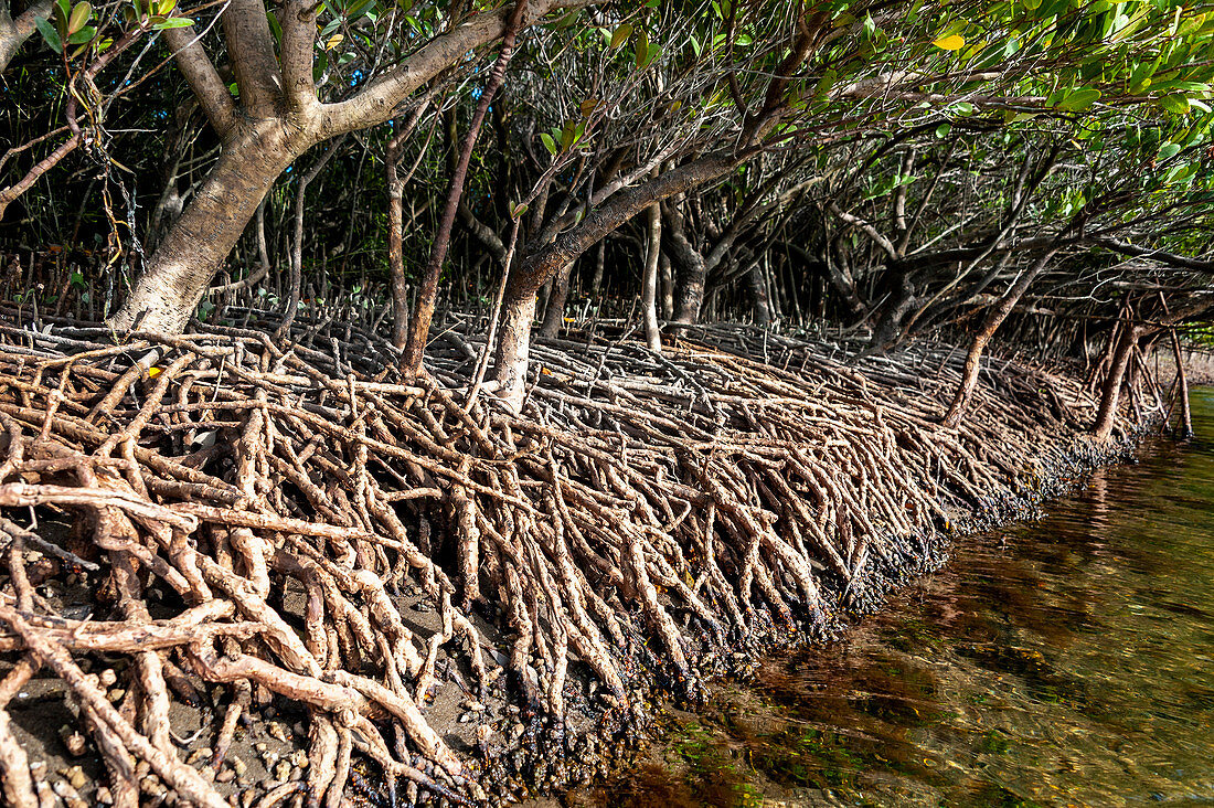 Red mangrove trees