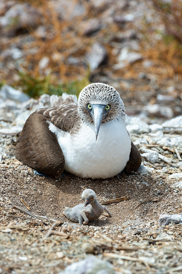 Blue-footed booby parent and chick
