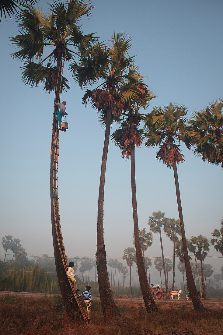 Palm tree farmer climbing tree, Myanmar