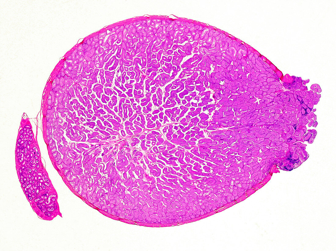 Testis showing spermatogenesis, light micrograph
