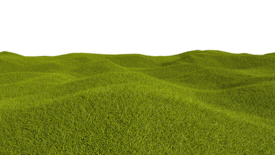 Grass landscape, illustration