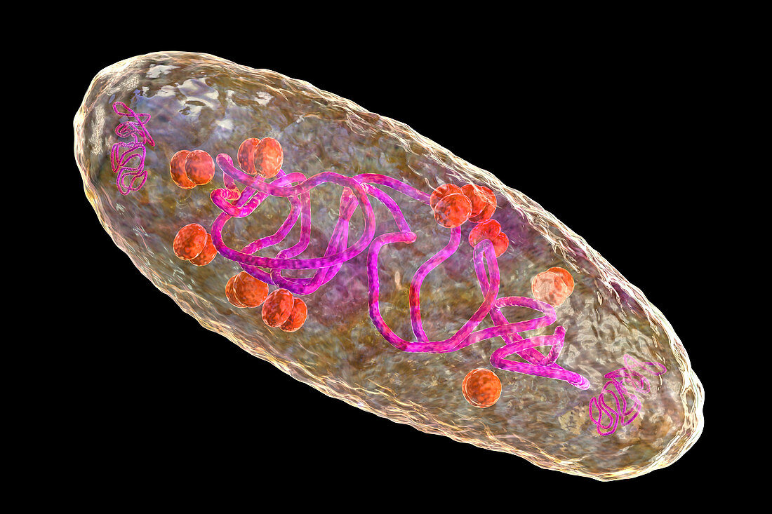 Plague bacterium Yersinia pestis, illustration
