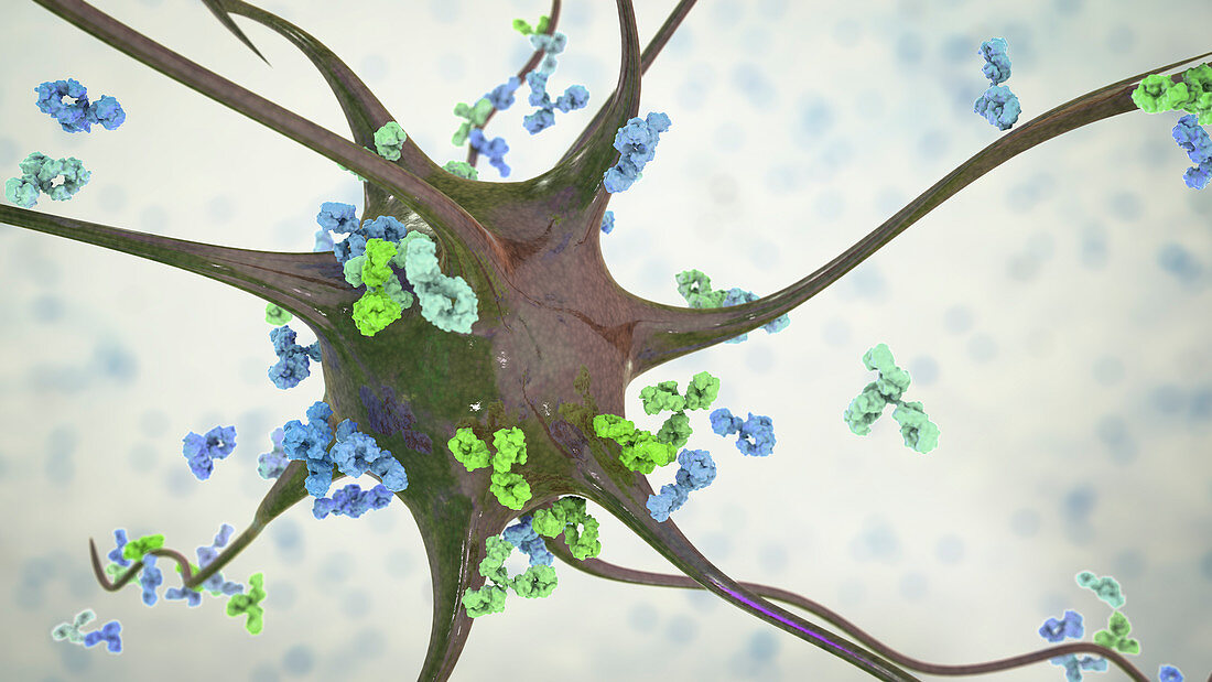 Antibodies attacking neurons, conceptual illustration