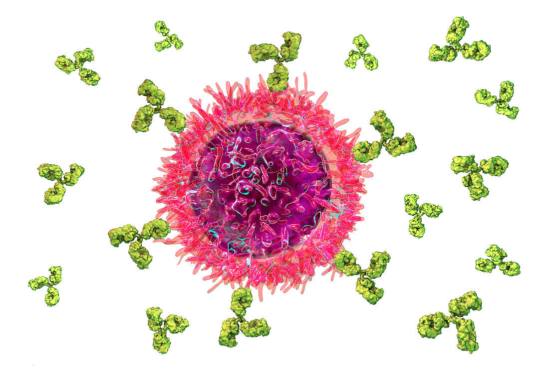 B cell and antibodies, illustration