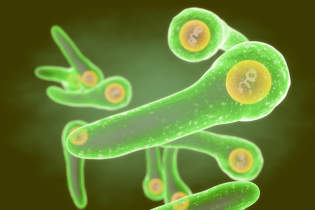 Corynebacterium diphtheriae bacteria, illustration