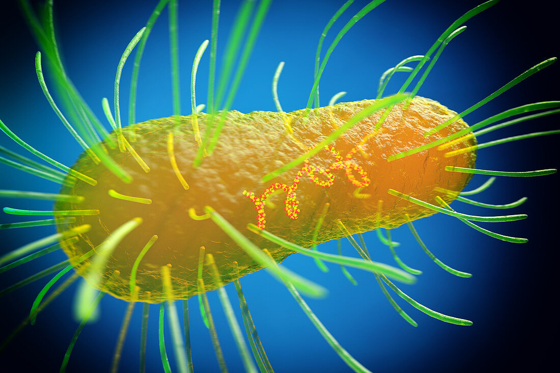 E. coli bacterium, illustration