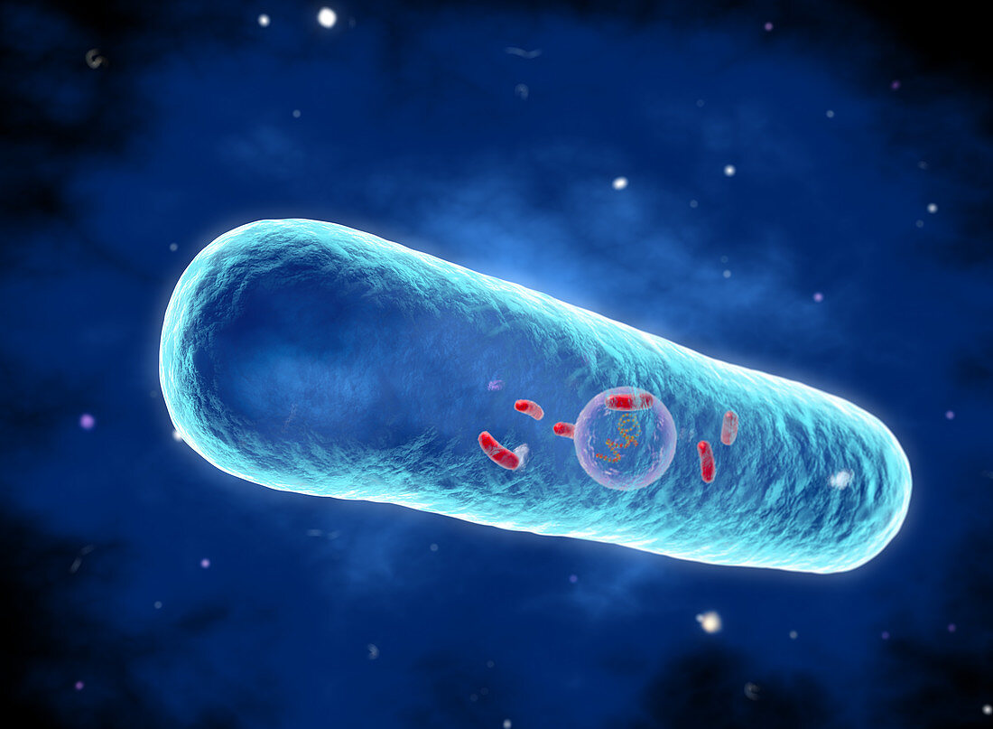 Legionella pneumophila bacterium, illustration