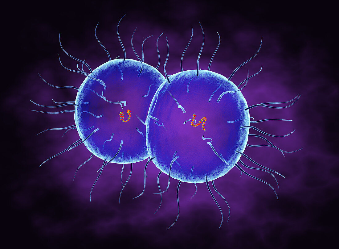 Neisseria Gonorrhoea bacteria, illustration