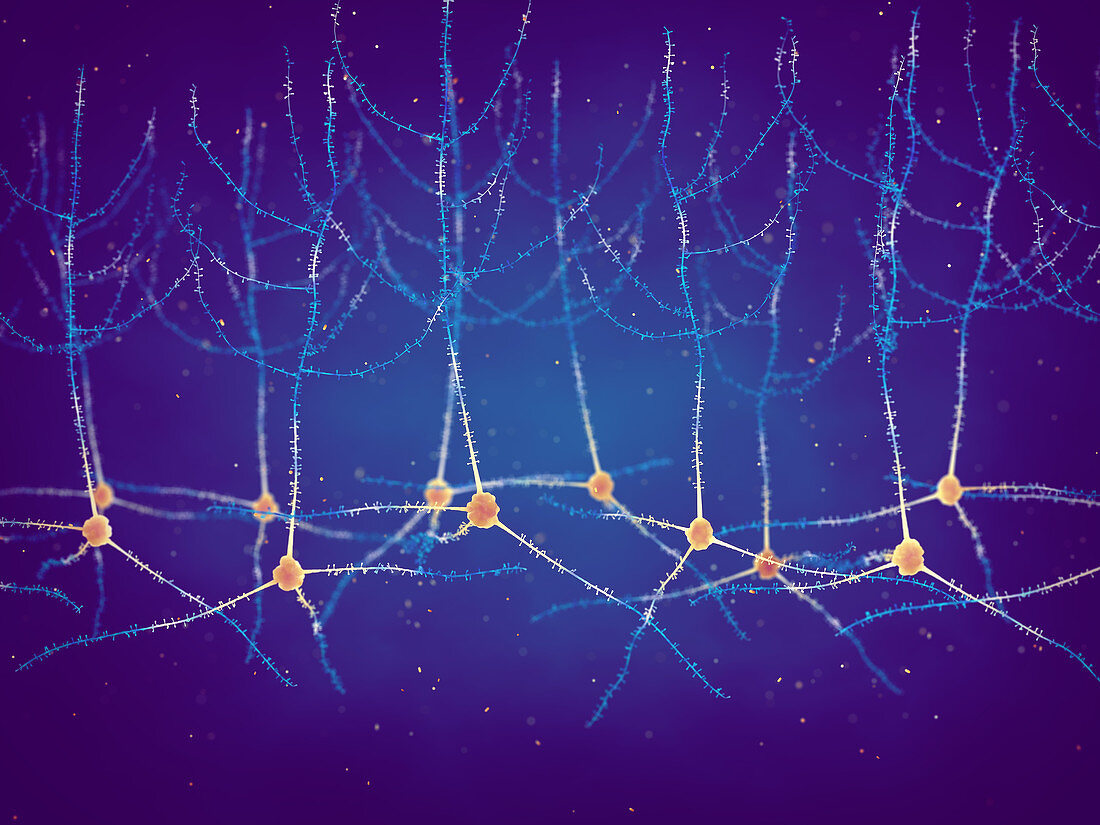 Pyramidal neurons, illustration