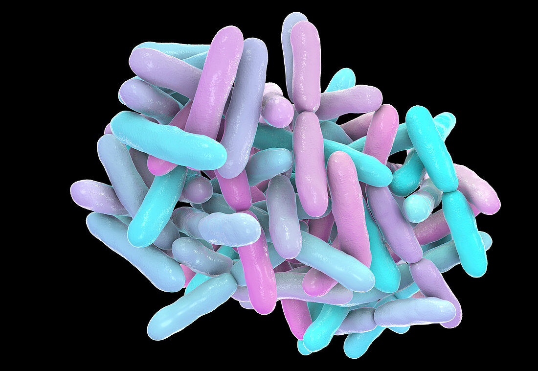 Bifidobacterium bacteria, illustration