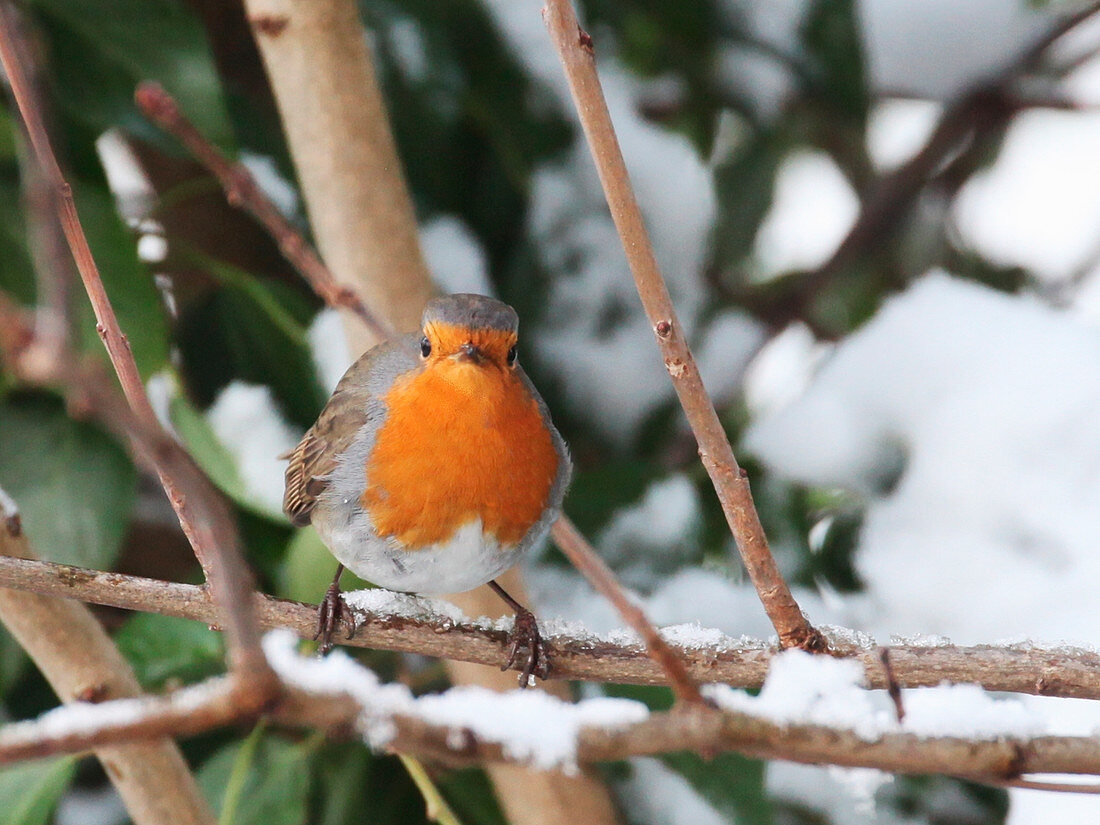 Robin sitting on snowy twig