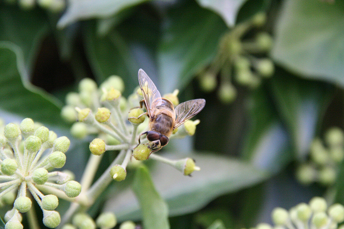 Drone fly, a variety of hover fly, on ivy flower buds