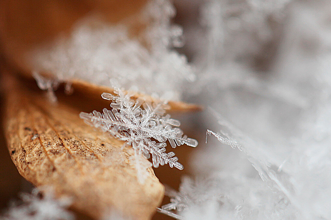 Nahaufnahme einer Schneeflocke