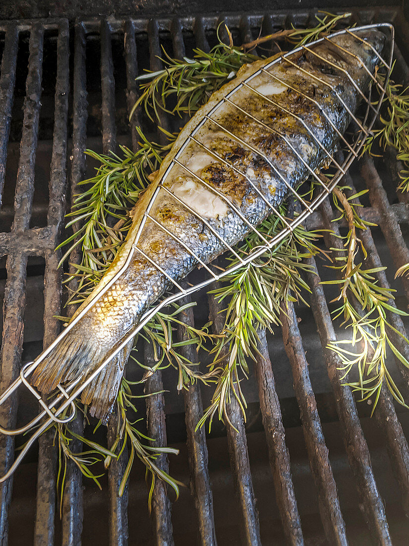 Seebarsch mit Rosmarinzweigen im Fischgriller auf Grillrost