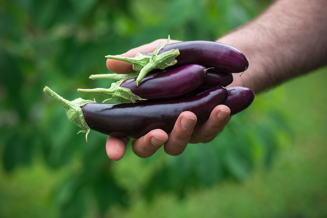 Man holds freshly harvested finger eggplants in his hand