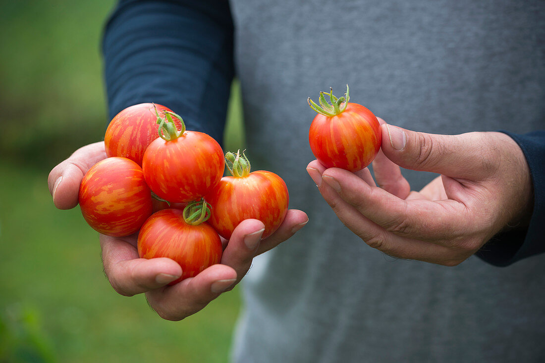 Mann hält frisch geerntete Tomaten der Sorte 'Tigerella' in den Händen