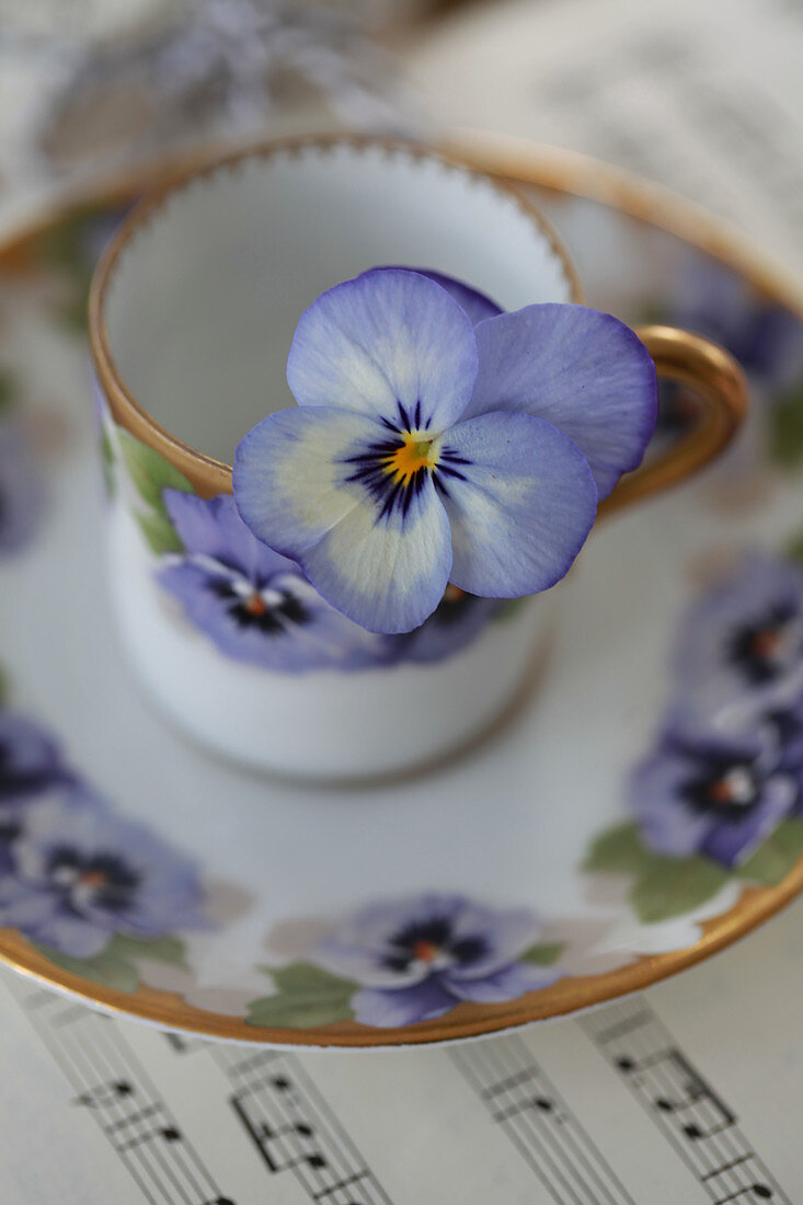 Blue viola in espresso cup with pattern of blue violas