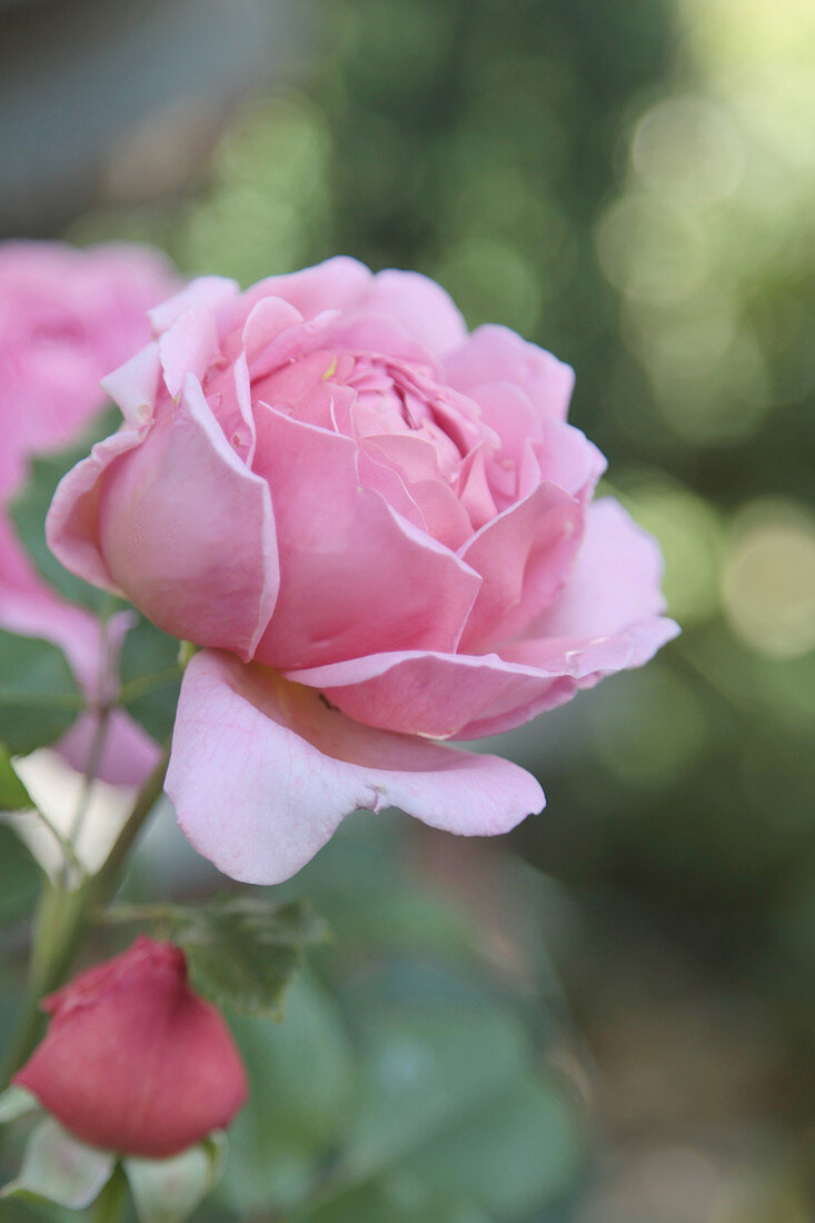 Rosenblüte und Knospe