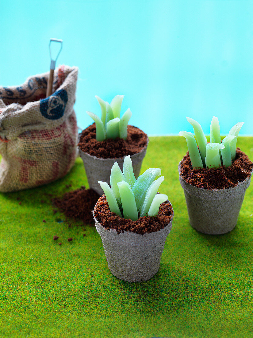 'Succulent garden' - aloe vera cake