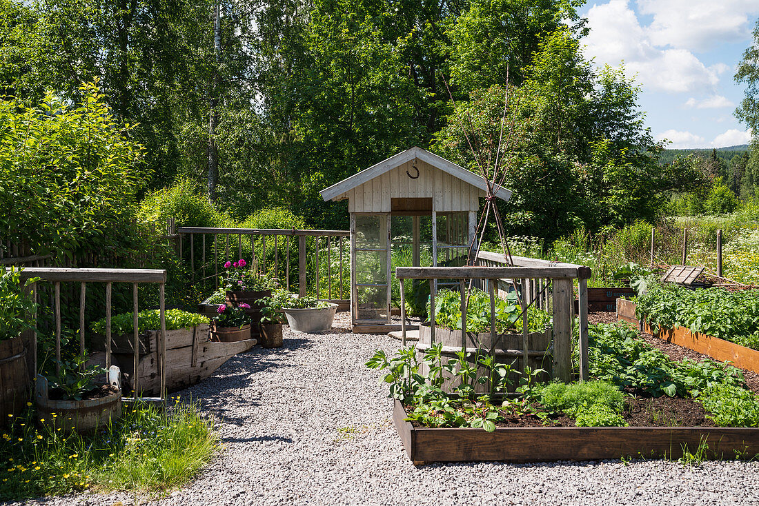 Vegetable beds and gravel path in garden